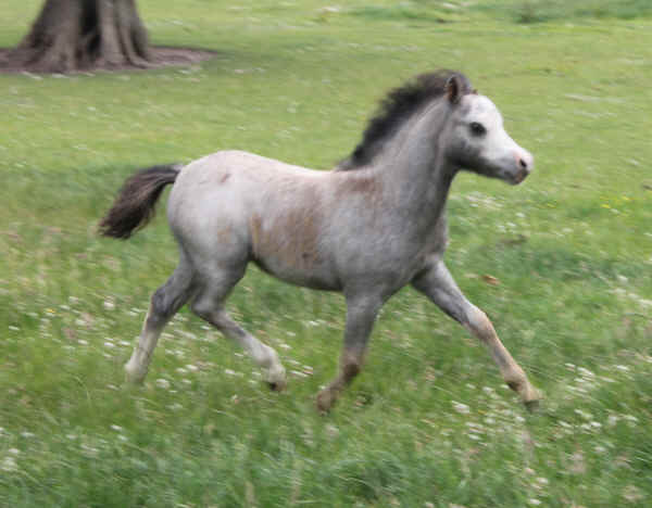 Dolly2011